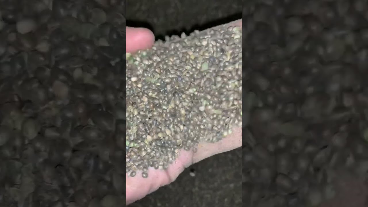 The Unseen Side of the CBD Hemp Industry | Bloomble 🍯🐝