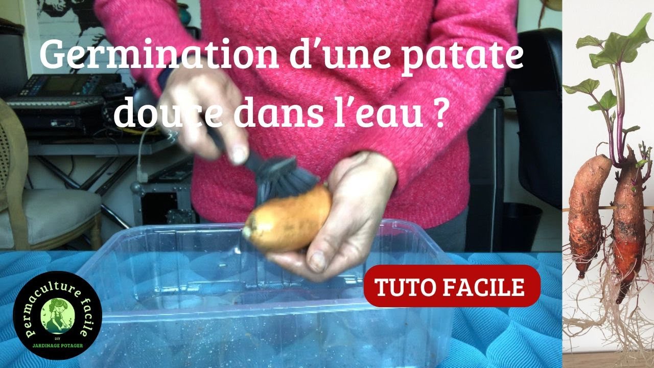 Faire germer les patates douces dans l’eau et repiquage en godets TUTO ! 🍠￼