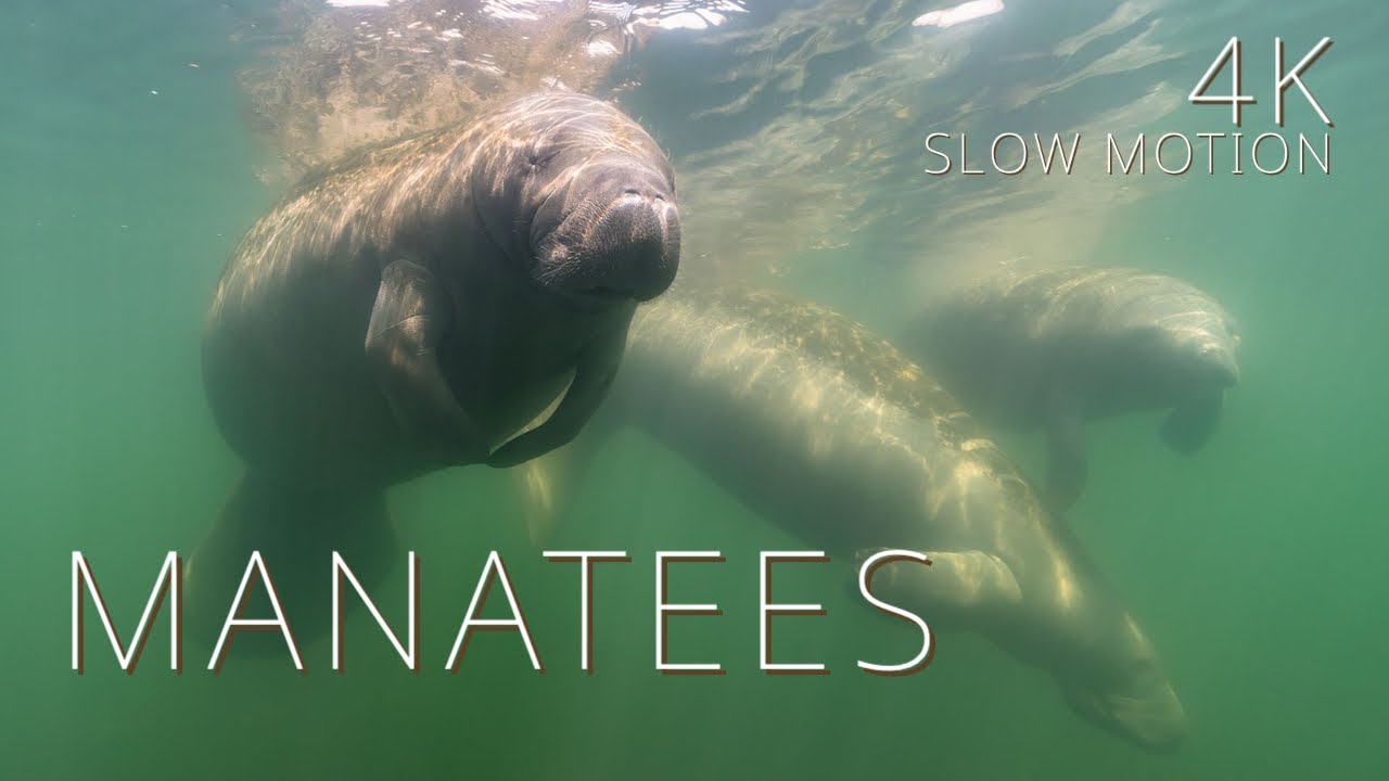 Manatees | a 1-hour 4K Underwater Film in Super Slow Motion  with ambient and relaxing sound