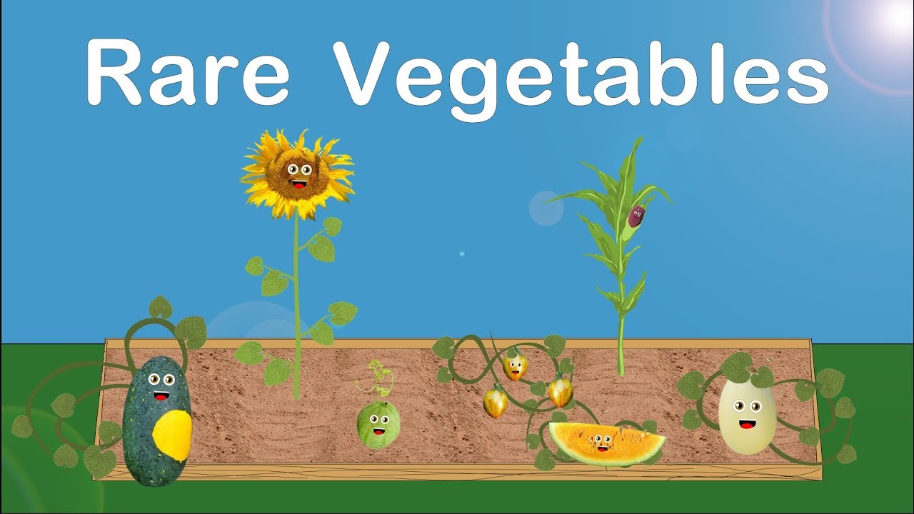 Fruits and Vegetables Song