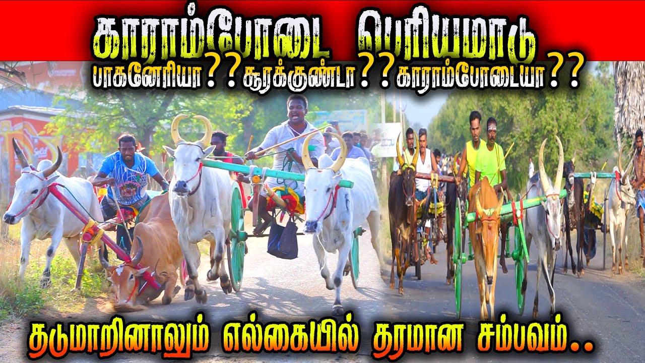 3காராம்போடை-பெரியமாடு-பந்தயம்_26.04.2025_OOR_KURUVI2.0