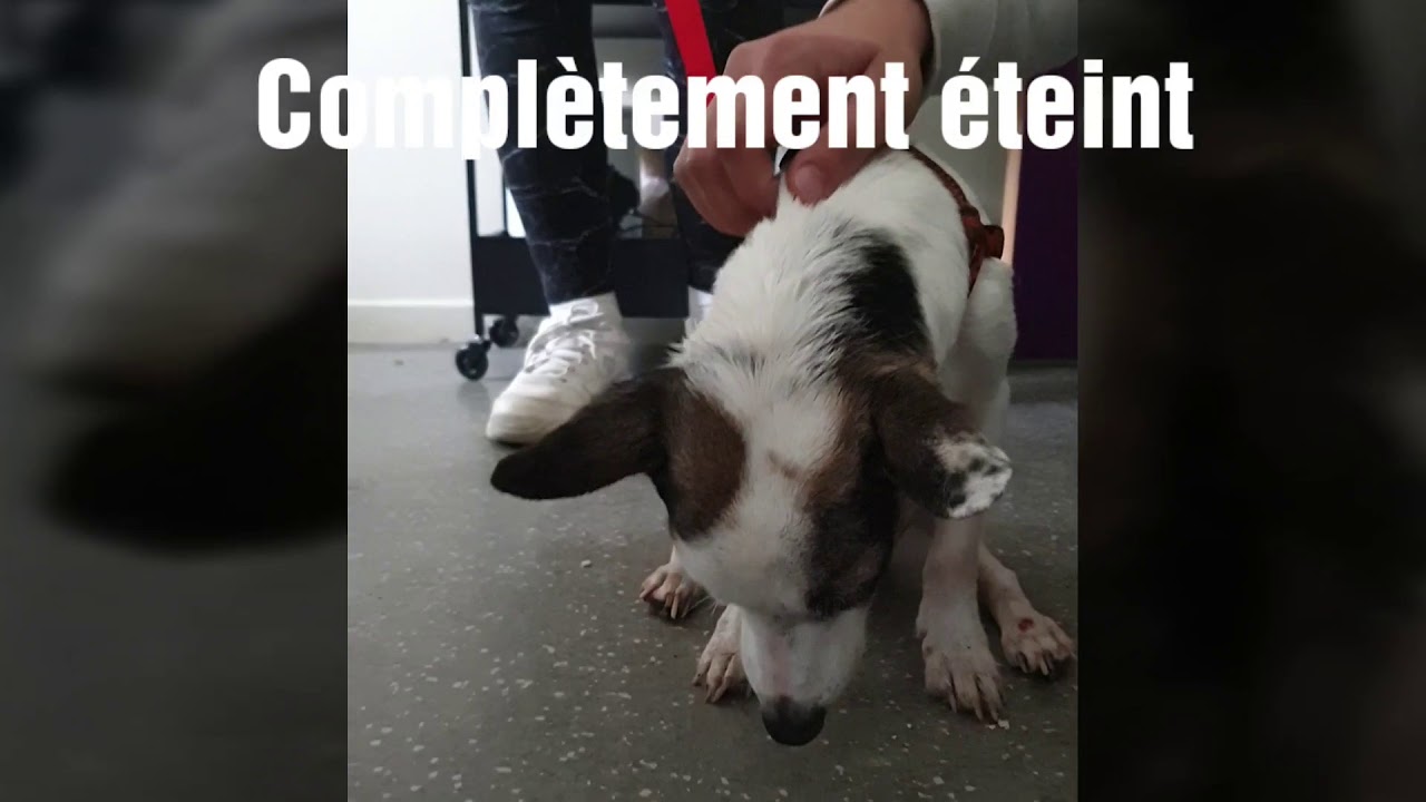 Ce loulou maltrait&eacute; a perdu go&ucirc;t &agrave; la vie et &agrave; d&eacute;cid&eacute; de mourir.
