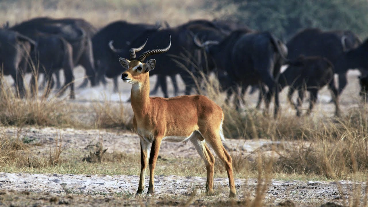 Cattle Out,  Wildlife In