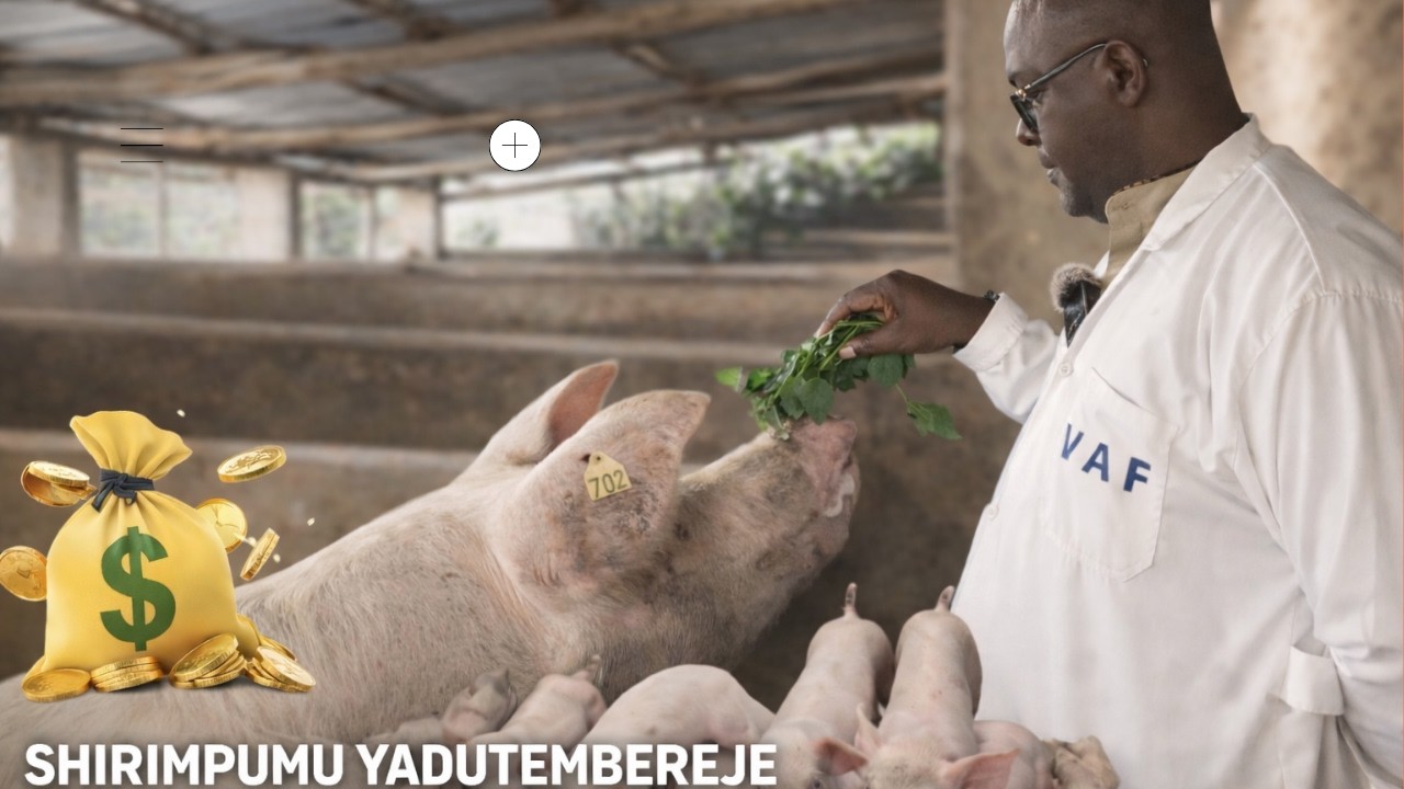 #SHIRIMPUMU adutembereje ahoo Ingurube zi byarira.#VAF #ingurube #farming