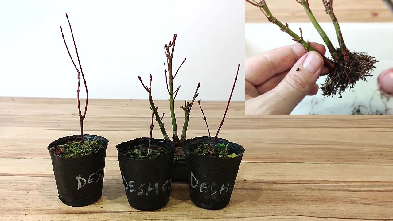 ✅ ¡ MUY FÁCIL ! Cómo Hacer una FUSIÓN con Arce Palmatum - BONSAI