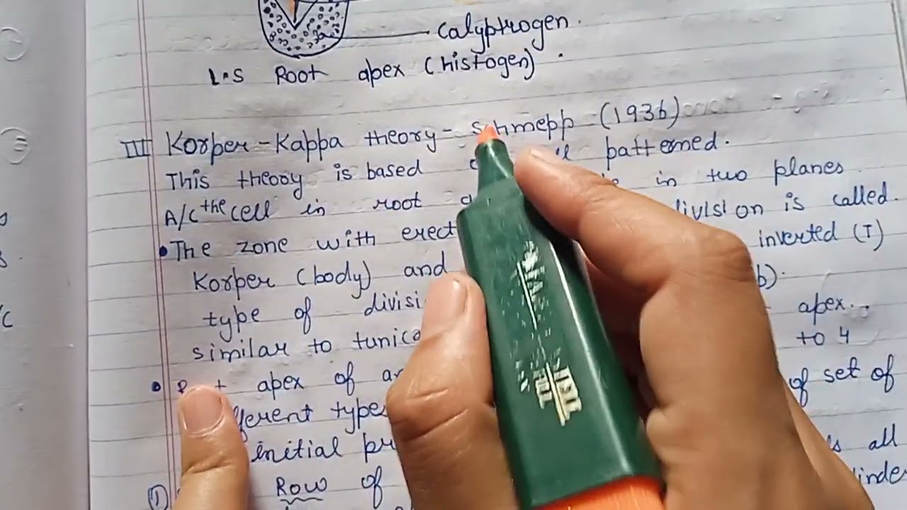 Root apical meristem,Histogen theory and korper-kappe theory in detail, Plant anatomy and embryology