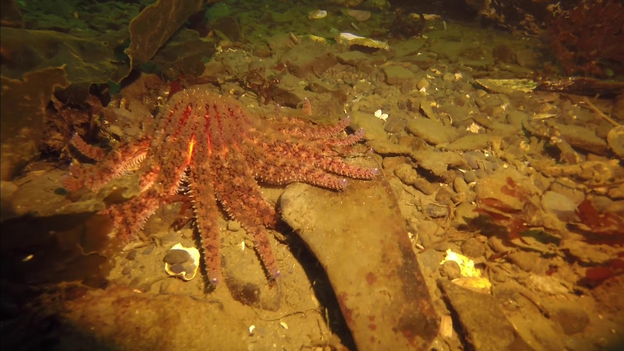 Pier Into the Night - Octopus Hole, Hood Canal