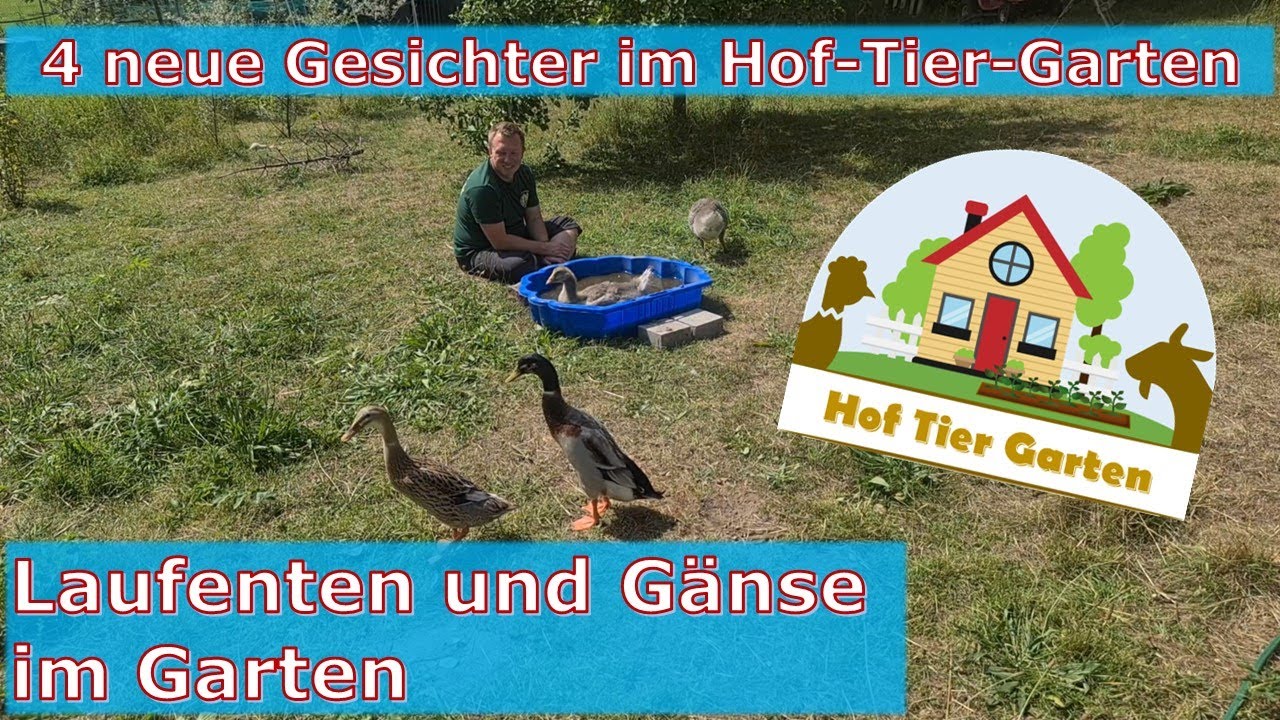 Hof-Tier-Garten: Von Gänsen und Laufenten 🦆 + Gewinnspiel 🎉