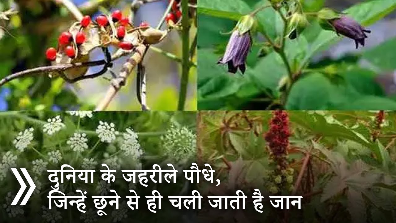 दुनिया का सबसे जहरीला पौधा | Wolf's bane | Aconitum | Monkshood | Description | SCIENCE MANIC