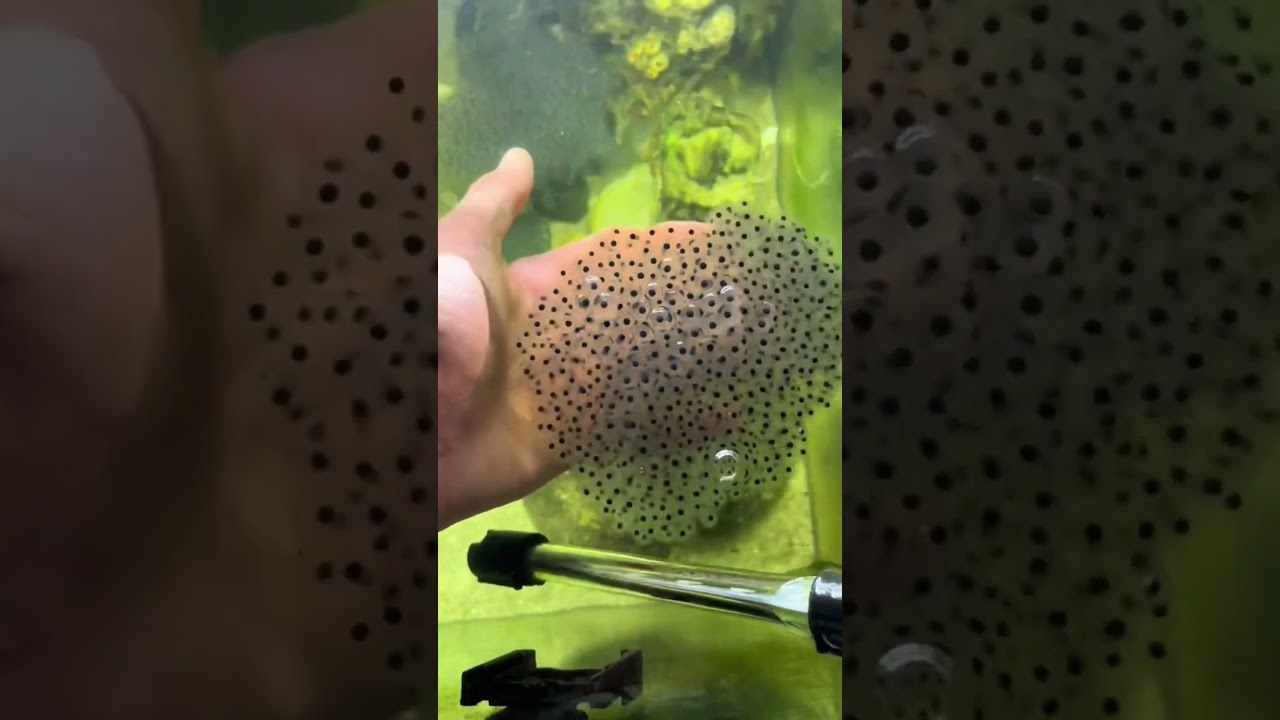ele pegou ovos de sapo e colocou no aqu&aacute;rio