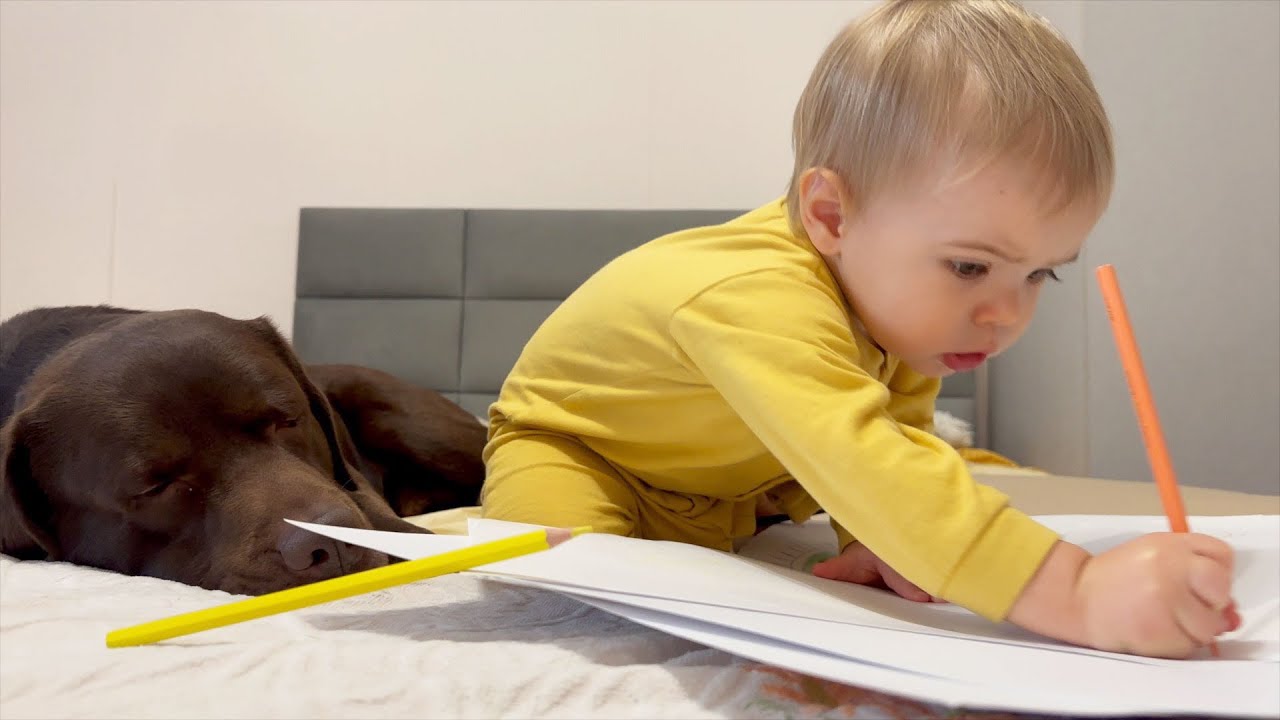 Hilarious Moment! Baby Tries to Draw His Giant Retriever