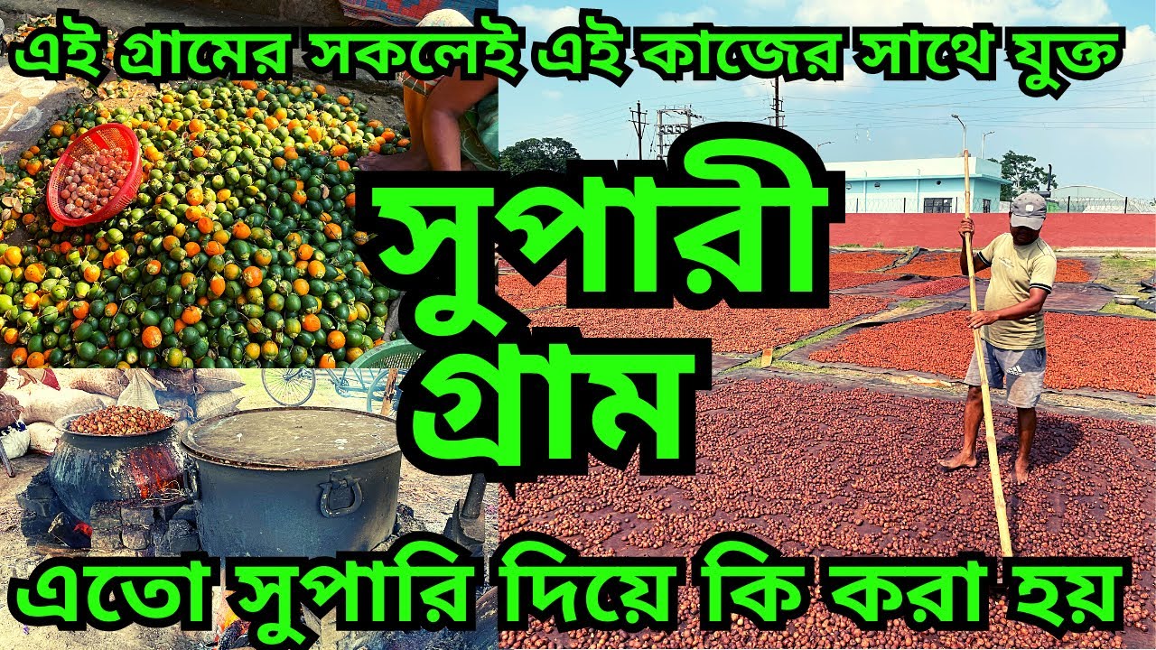 সুপারি গ্রাম || এতো সুপুরি দিয়ে কি করা হয় || এই পাড়ায় সারা বছর সুপারির কাজহয়| Betel nut || areca nut