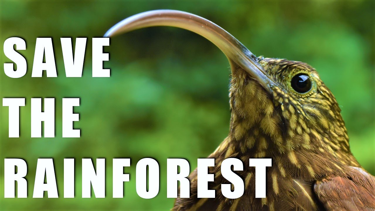 How to Save the Rainforest! Conservation in the Tropics
