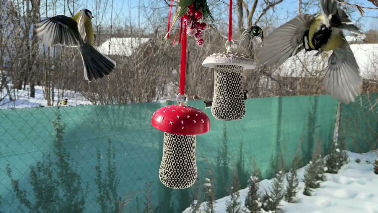 Зимові птахи біля годівниці ❄️ Синиці та горобці взимку | Winter Birds Feeding