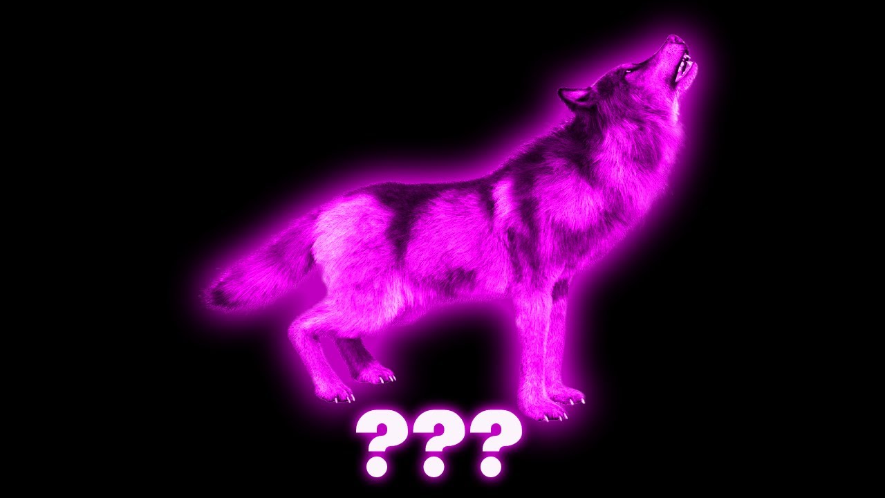 15 Wolf Howling 
