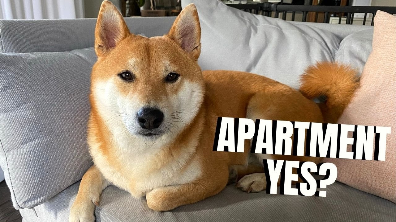 Are Shiba Inus Good Apartment Dogs? Here&rsquo;s How to Make it Work
