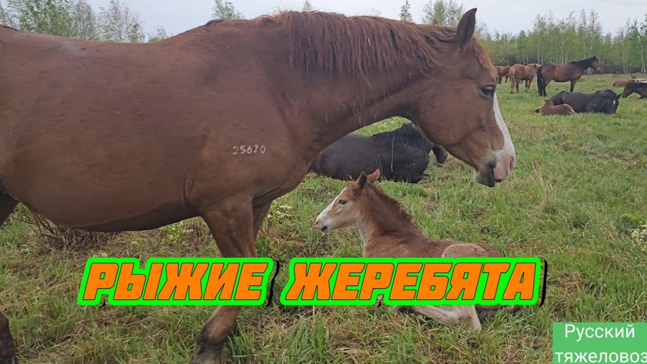 4К  Лошади на привале| Табунное коневодство
