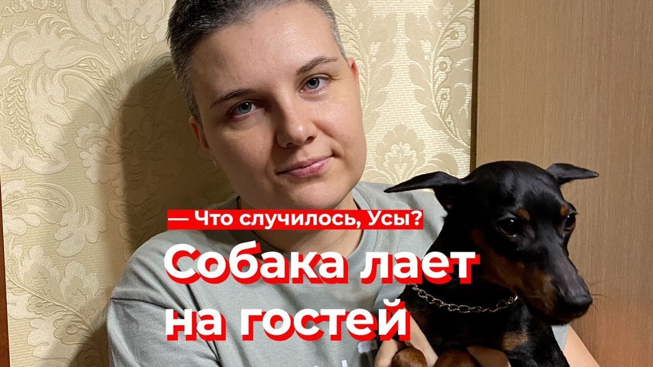 Что случилось, Усы? Собака лает на гостей