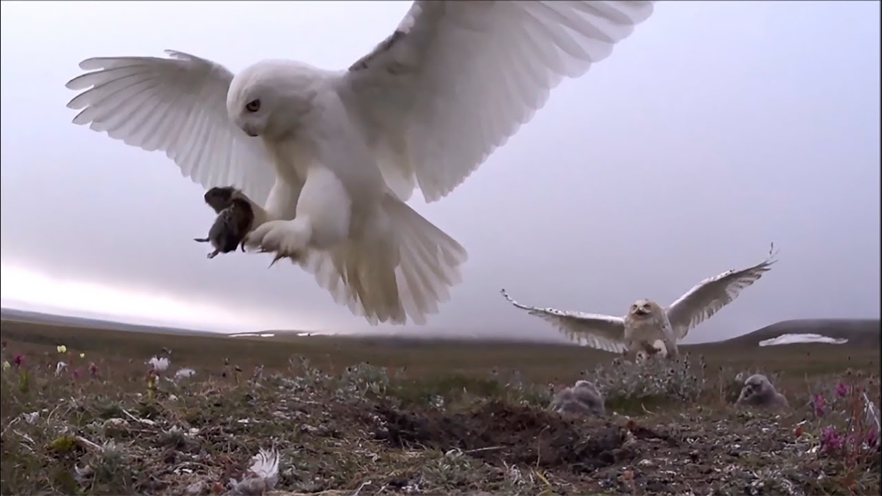 Watch the world of the Snowy Owl