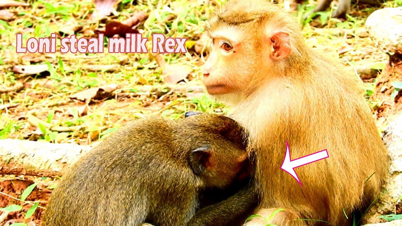 Wow ! monkey Loni steal style Janet ! Loni steal milk baby Rex cos mom Rose agree but denied Rex