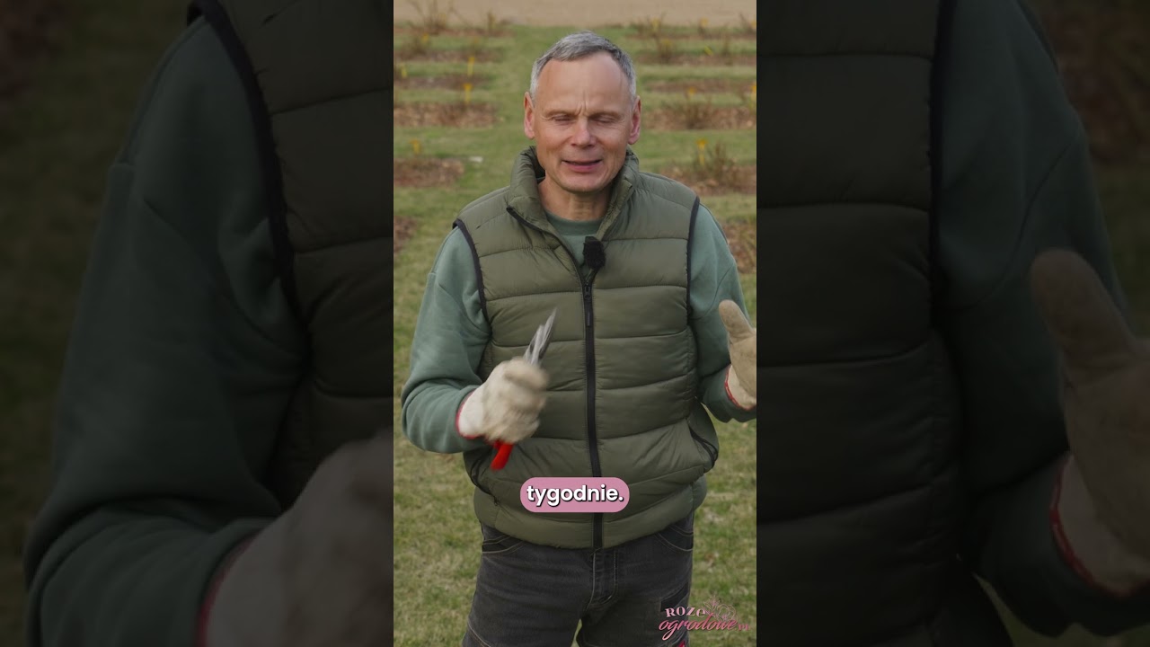 Mocno przycięte r&oacute;że są bardziej odporne na wiosenne przymrozki!