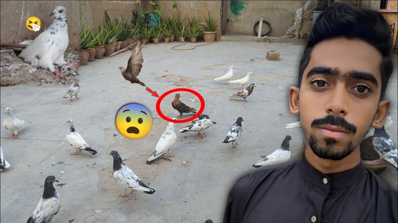 Khatarnak Chuha Chandan Kabootar Chat Par Uttar Gea😨 || Kabootar Behosh Ho Gea😂. #itspigeonlover