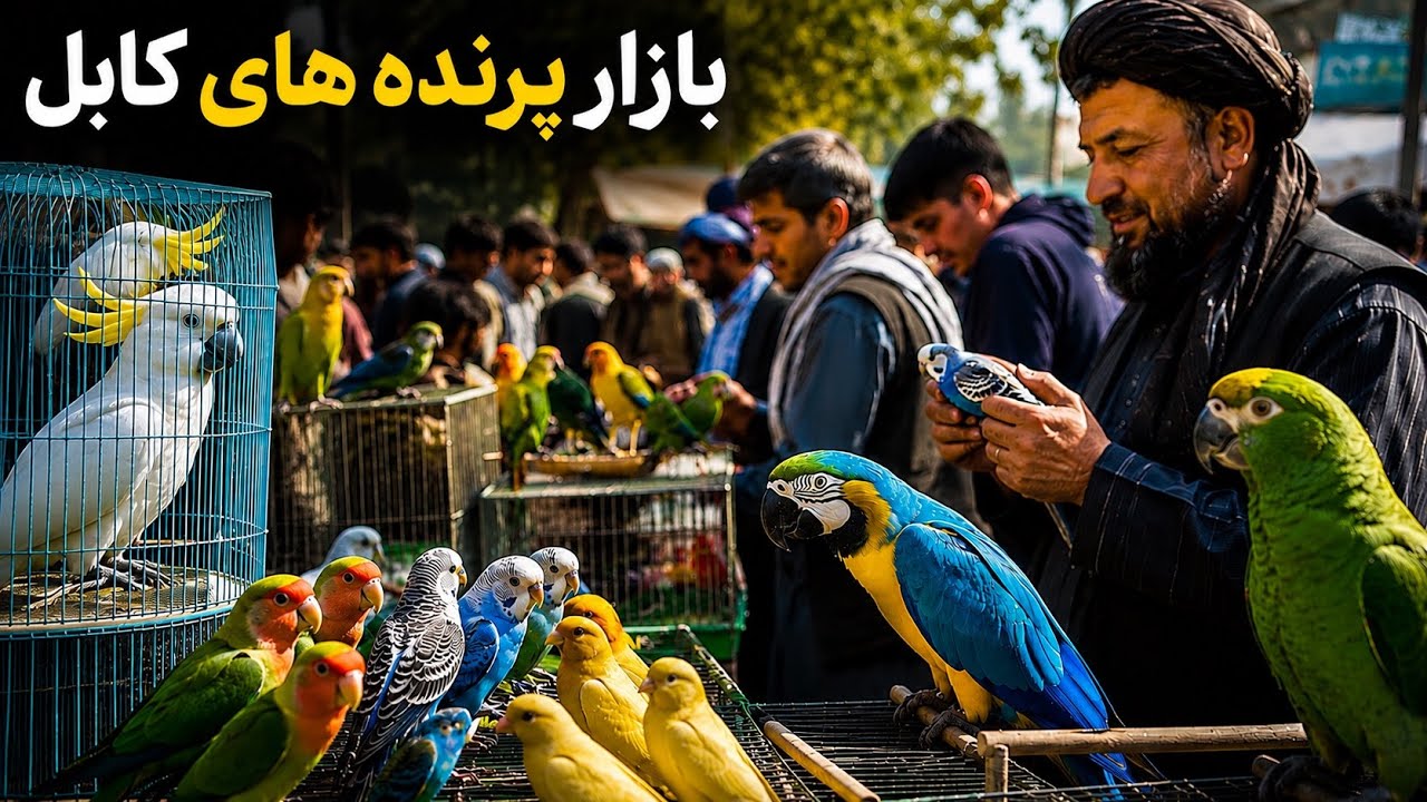 👉 “Inside Kabul’s Famous Bird Bazaar 🐦 | Afghanistan Hidden Culture”