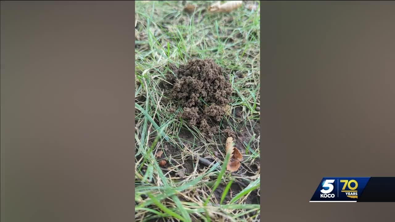 What is causing the dirt mounds in your yard after the recent rain?