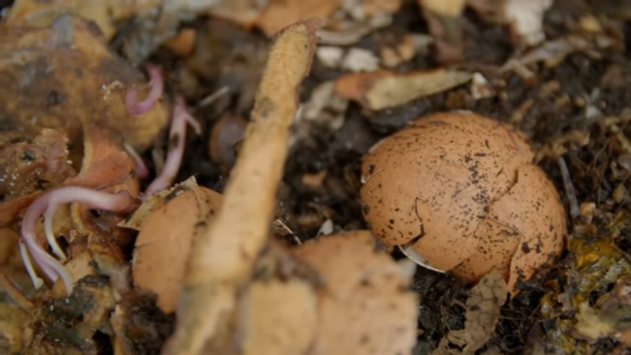 How to Make Your Own Compost | Mitre 10 Easy As Garden