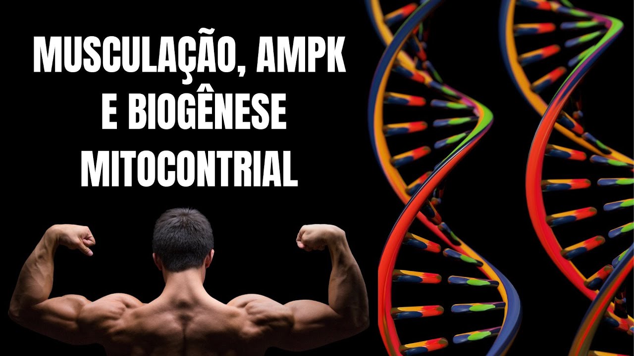 MUSCULAÇÃO, AMPK E BIOGENESE MITOCONDRIAL
