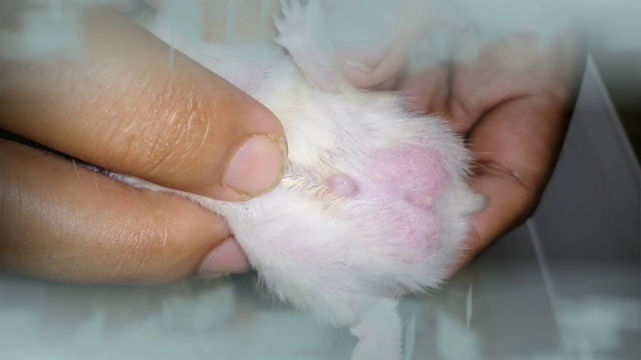 Cara Membedakan Hamster Jantan dan Betina