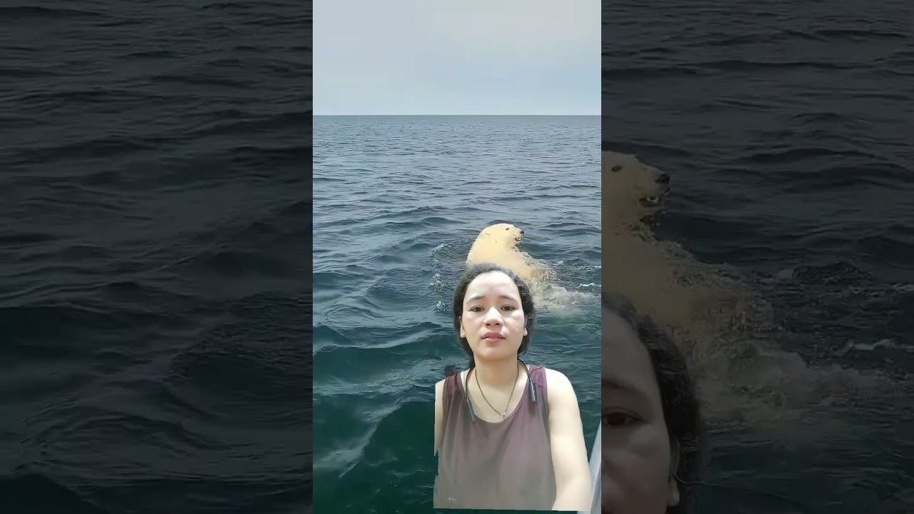 Polar bear found swimming in Hudson Bay, Canada #funny #shorts #funnyshorts
