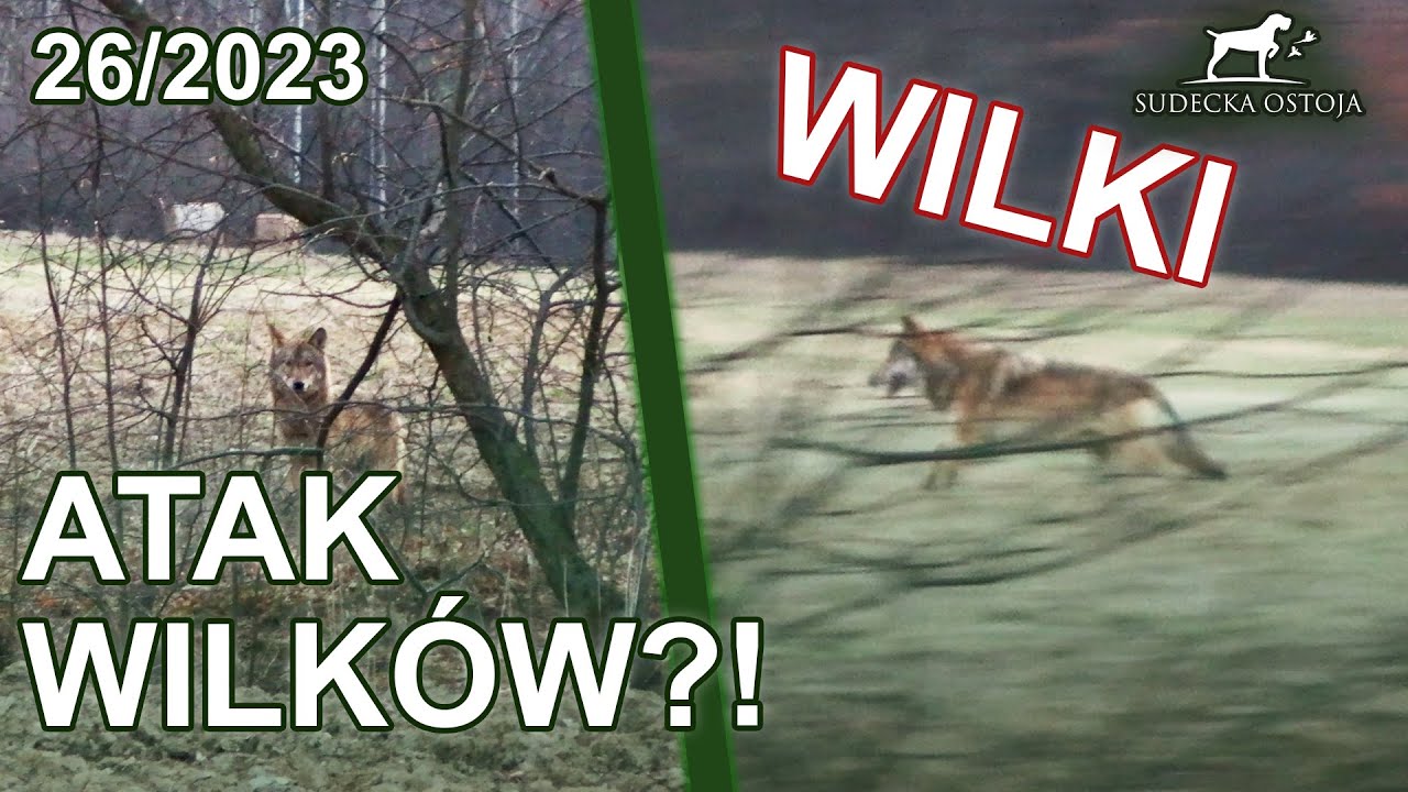 SUDECKA OSTOJA 26/2023 ATAK WILKÓW?! Sadzenie drzewek ze Stasiem.