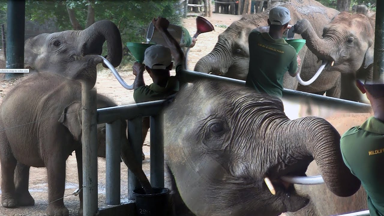 Feeding time at the Uda Walawe Elephant Transit center [Sinhala – Eth Athuru Sevana]
