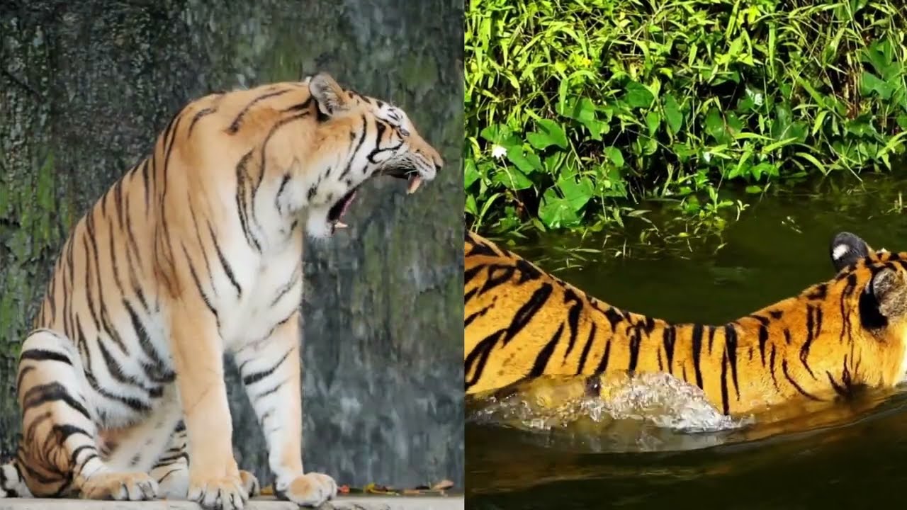 All About Tigers: Interesting facts and behaviours - Jungle Hug