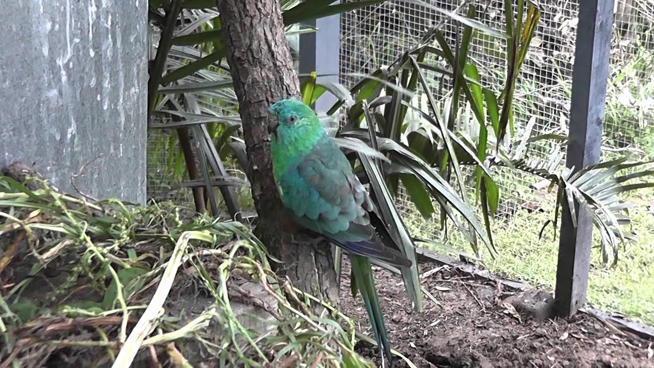 Aviary Update @ Pheasantasiam (Large Aviary in New Zealand) Jan 1st 2015