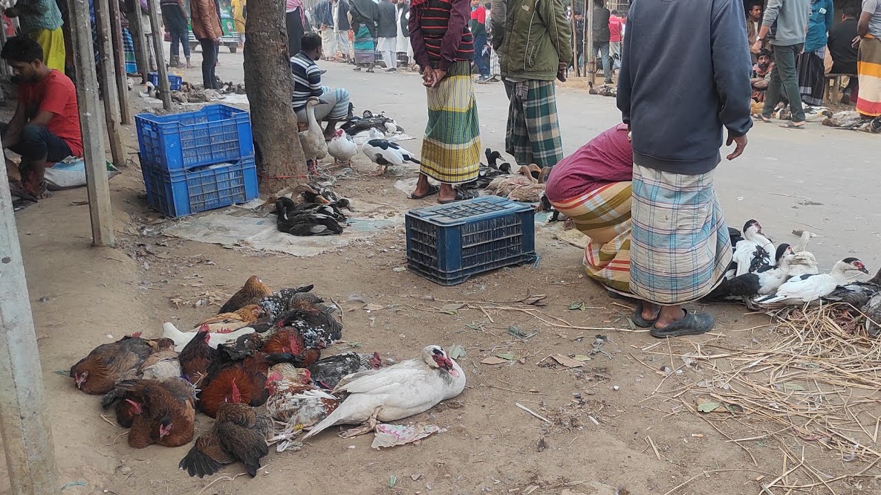 শ্রীপুর উপজেলার বিখ্যাত লোহাই হাঁট থেকে হাঁস-মুরগির দাম জানুন আজ ২০/০১/২০২৩ ইং শুক্রবার