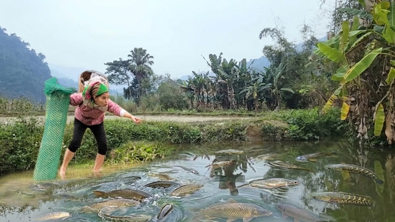 Meeting Many Giant Fish: Girl Catches A Lot Of Big Fish In Nature