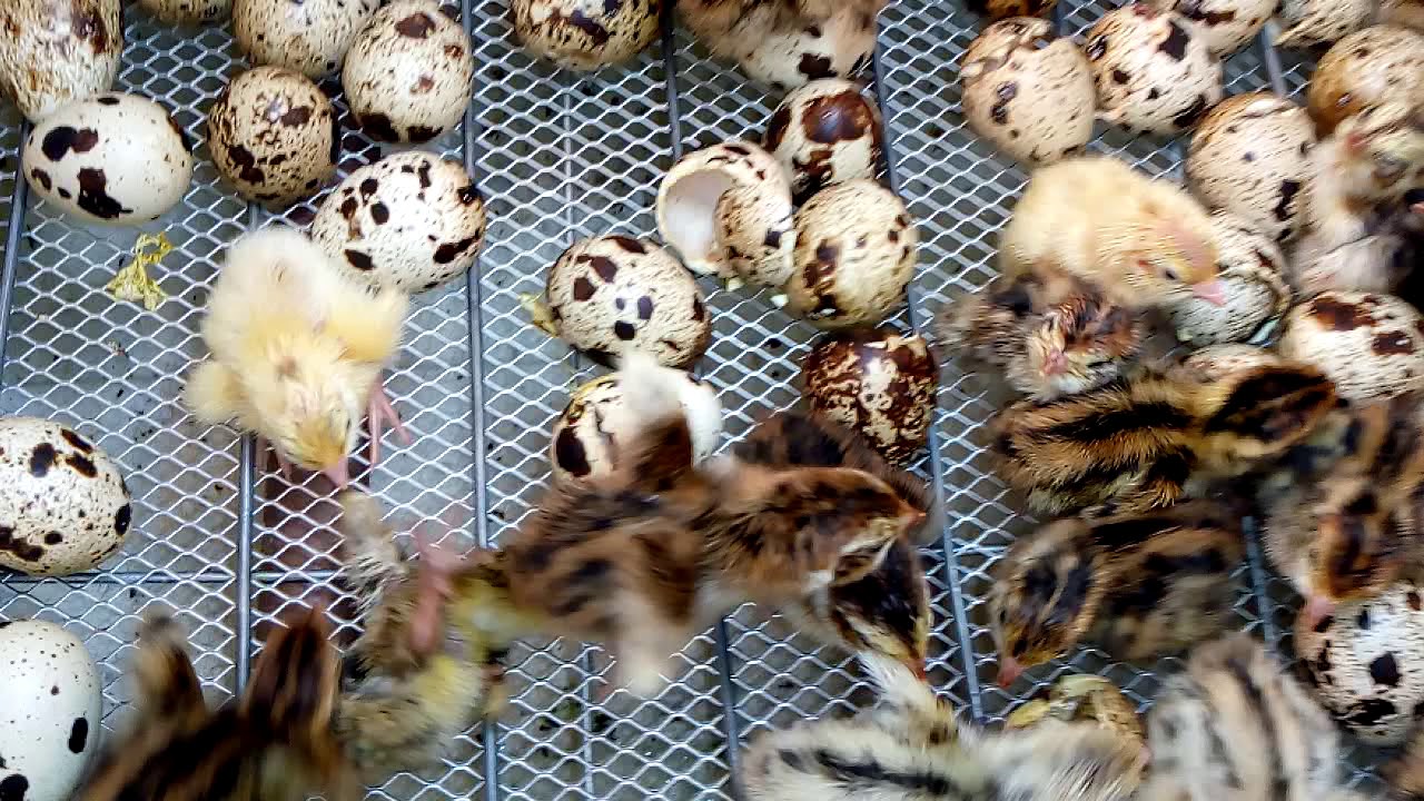 Como cuidar dos filhotes de Codornas assim que nascem