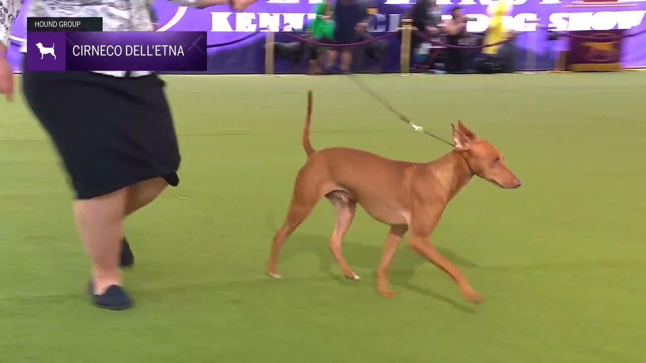 Cirnechi dell’Etna | Breed Judging 2024