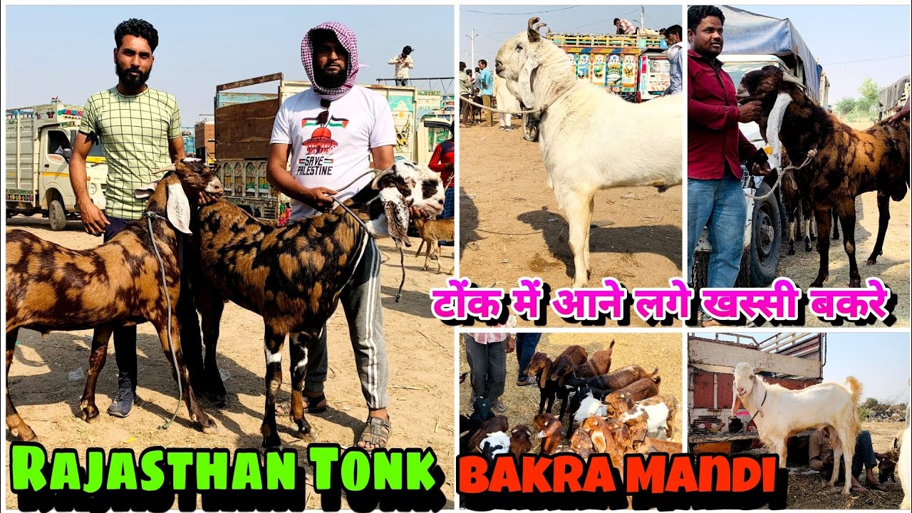 Rajasthan bakra mandi Tonk goat market live update 16,4,2025 || BAKRO KA DEEWANA #tonkbakramandi