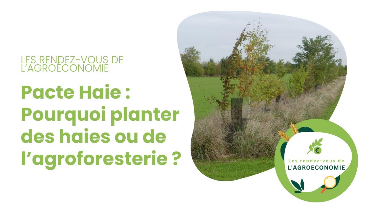 Pacte Haie : Pourquoi planter des haies ou de l’agroforesterie ?