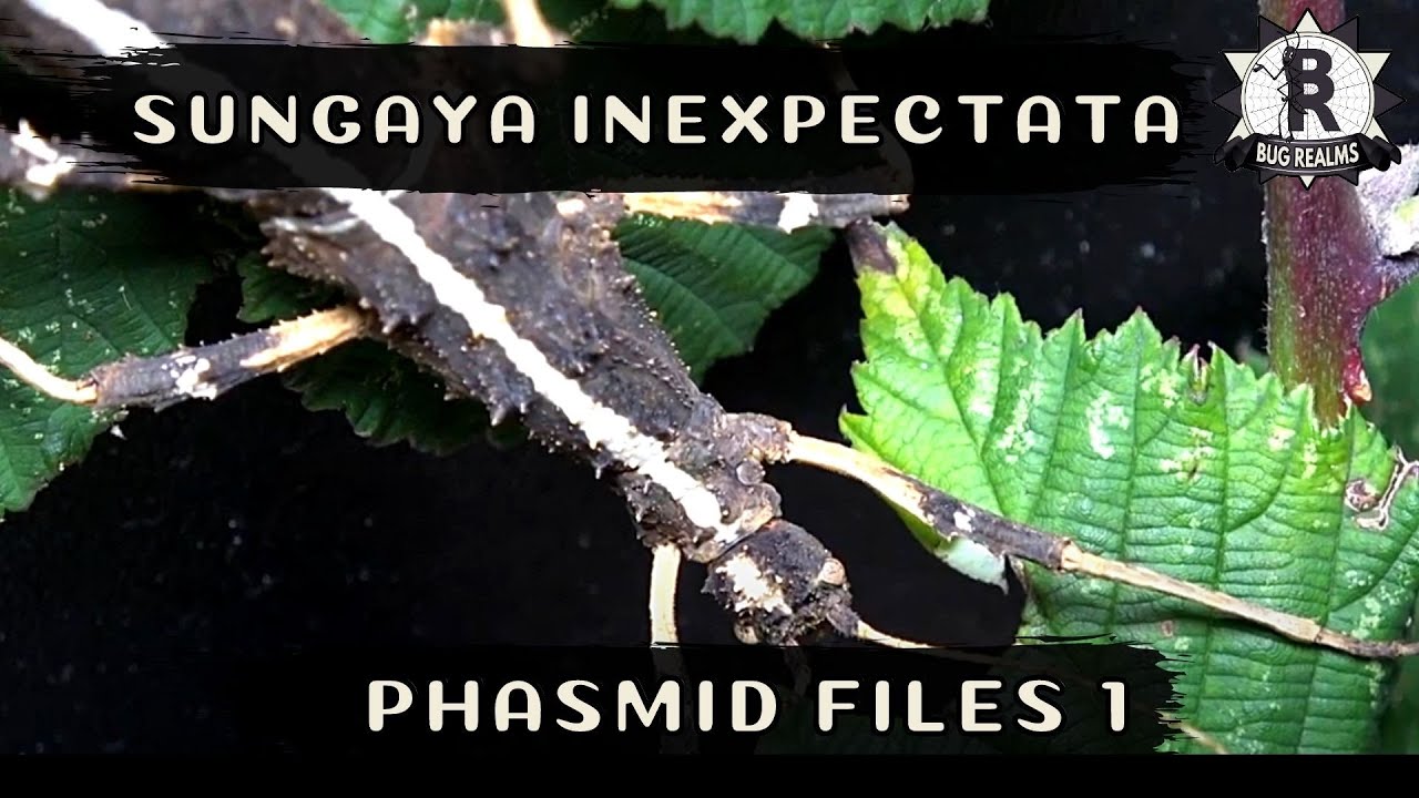Phasmid Files #1 Sungaya Inexpectata || The Sunny Stick Insect