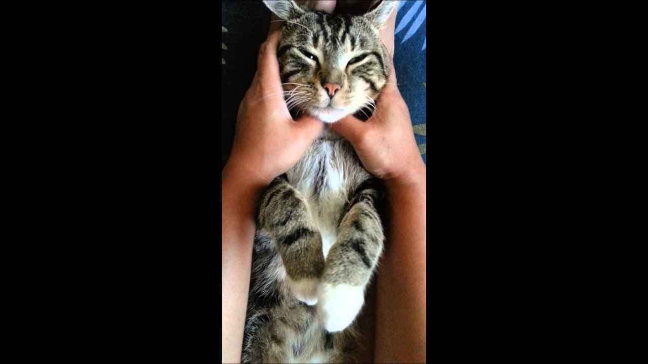 Cat (Zeus) getting his massage