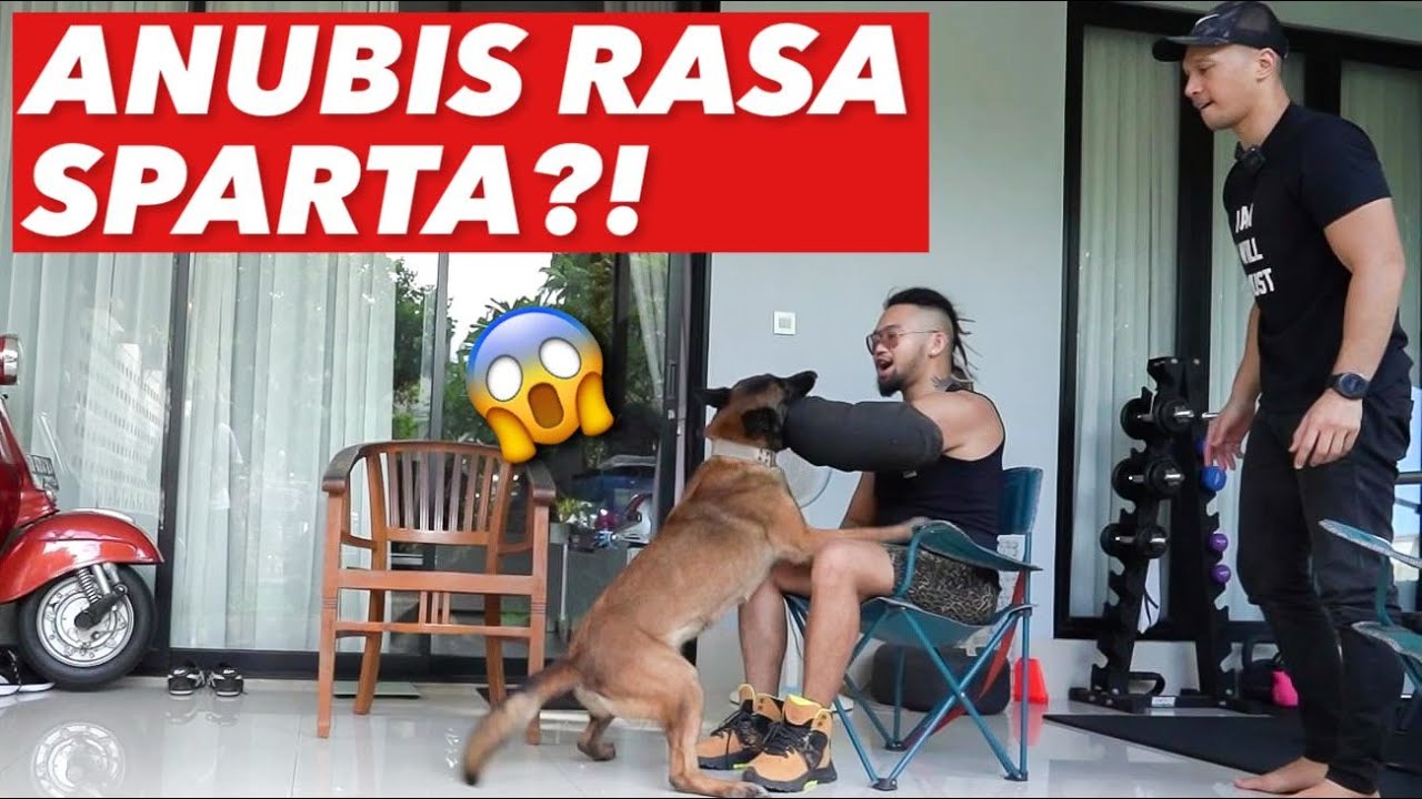 GIGITAN ANUBIS BIKIN BIMA KAGET!! KAYAK SPARTA!