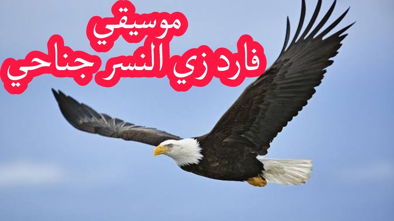 موسيقي ترنيمة فارد زي النسر جناحي