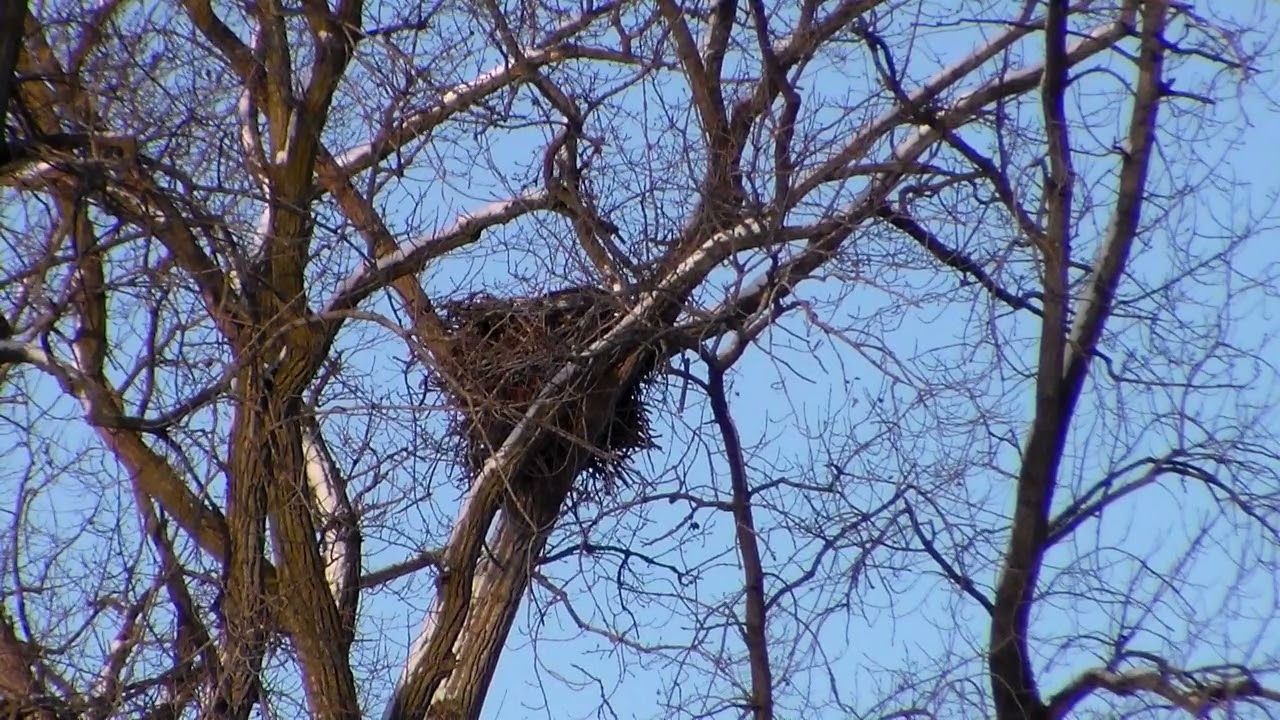 Grand River Eagles