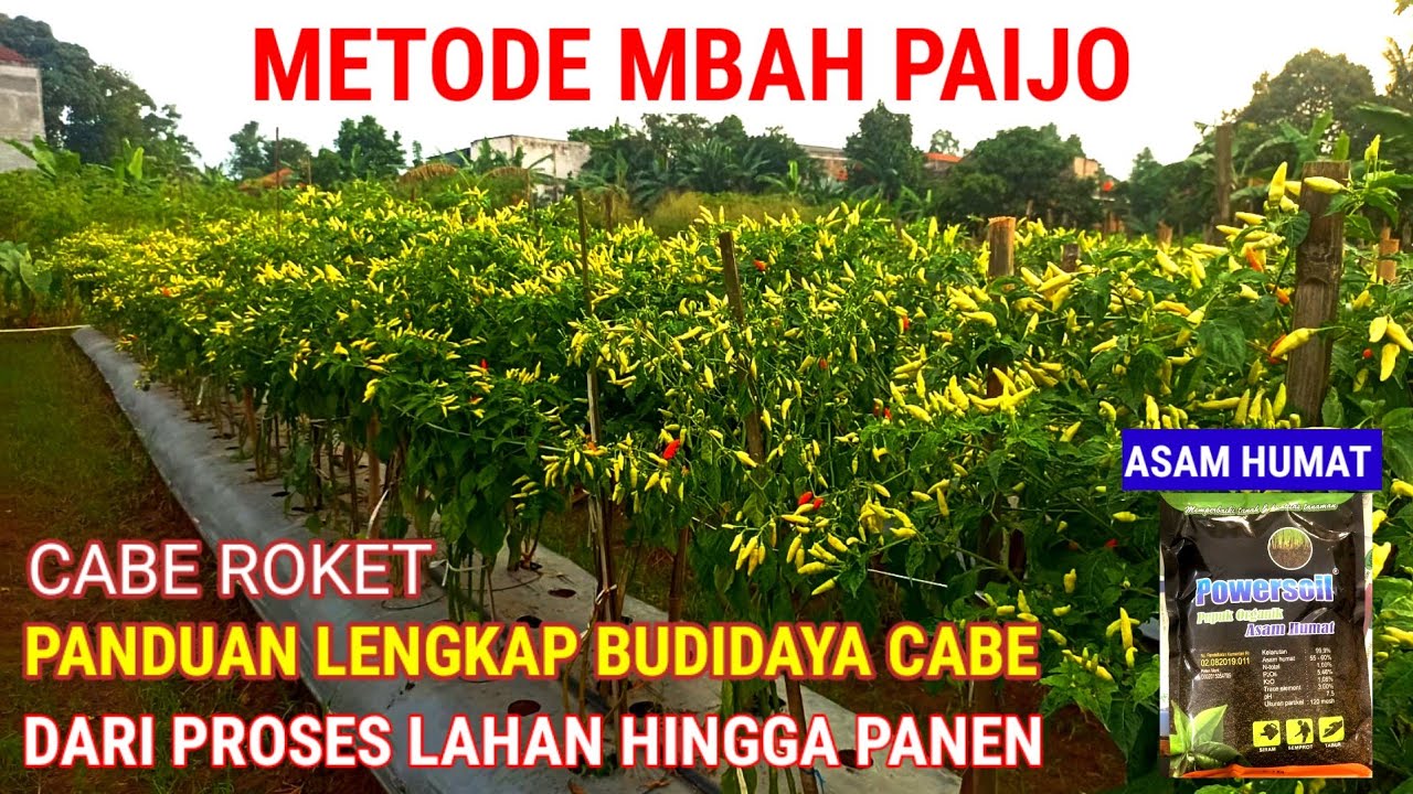 PANDUAN LENGKAP MENANAM CABE !! DARI PROSES LAHAN HINGGA PANEN [METODE MBAH PAIJO ]