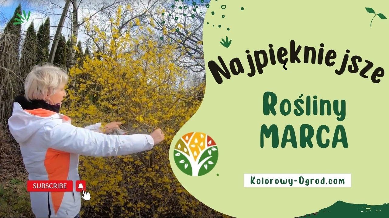 Projektantka ogrodów pokazuje jakie rośliny zachwycają w Marcu