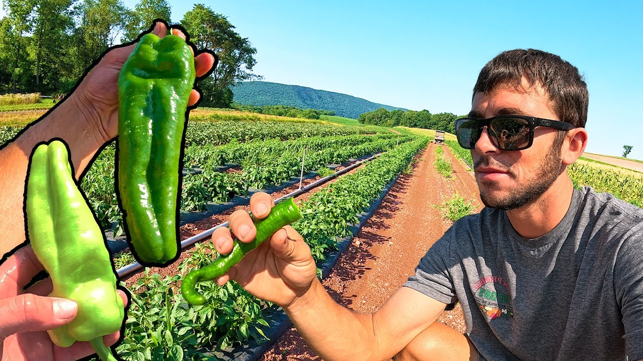 Pepper Harvest Has Begun!